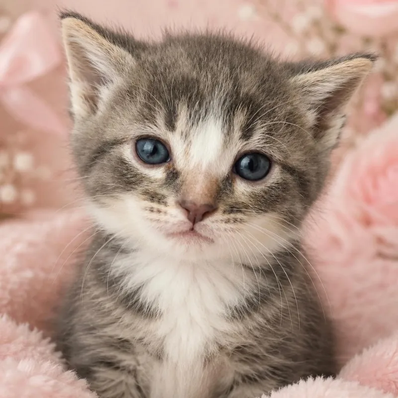 A baby small-sized female Gray / Blue / Silver Domestic Short Hair cat named Jia for adoption in Upland, CA