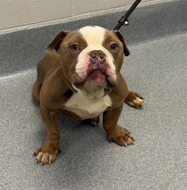 An adult small-sized male American Bulldog dog named Meech for adoption in Indianapolis, IN