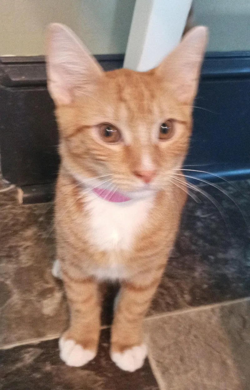 A young medium-sized male Orange & White Domestic Short Hair cat named Palmer for adoption in Franklinville, NJ