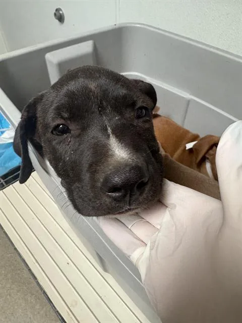 A baby small-sized male Pit Bull Terrier dog named Rex for adoption in Bakersfield, CA