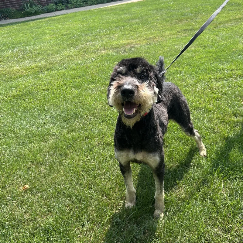 An adult medium-sized male Goldendoodle dog named Scout for adoption in Rossford, OH
