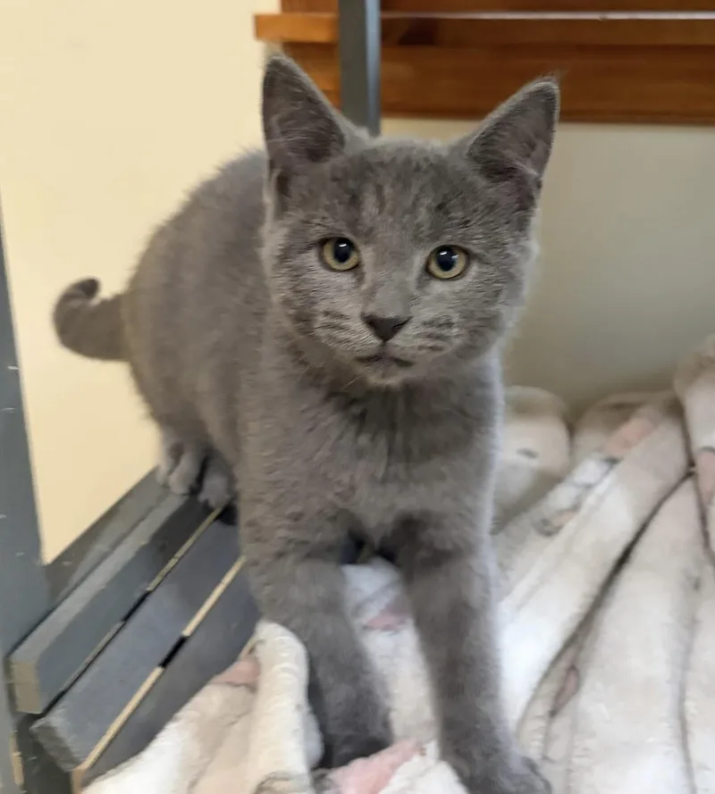 A baby medium-sized male Gray / Blue / Silver Domestic Short Hair cat named Fruit Snack for adoption in Breinigsville, PA