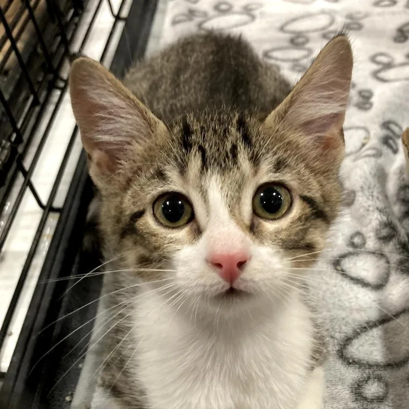 A baby small-sized female Brown / Chocolate Domestic Short Hair cat named Mandy for adoption in Springfield, IL