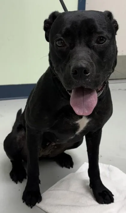 An adult medium-sized female Mixed Breed dog named Abby for adoption in Savannah, GA