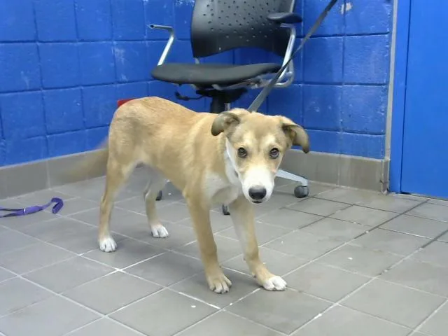 Chaco