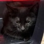 A baby small-sized female Black Domestic Short Hair cat named Big Apple for adoption in Ashtabula, OH