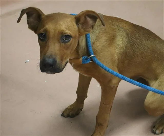 A young medium-sized male Mixed Breed dog named Harrison for adoption in Columbia, SC