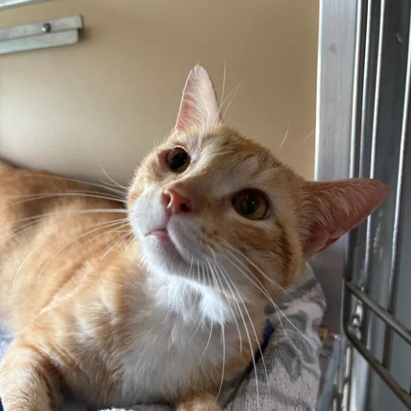 An adult small-sized male Orange / Red Domestic Short Hair cat named Nermal for adoption in Leander, TX