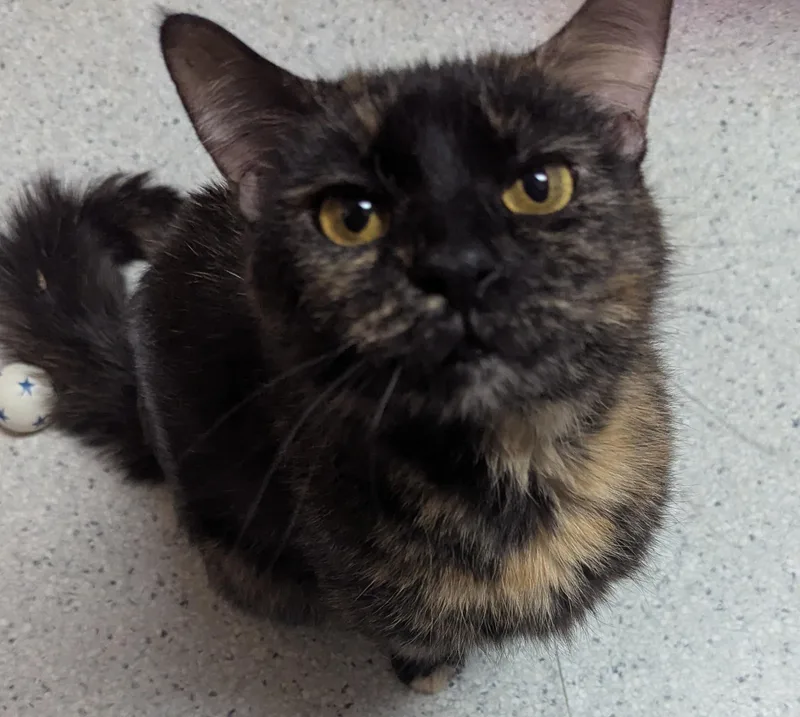 An adult medium-sized female Tortoiseshell Domestic Short Hair cat named Freja for adoption in Rock Falls, IL