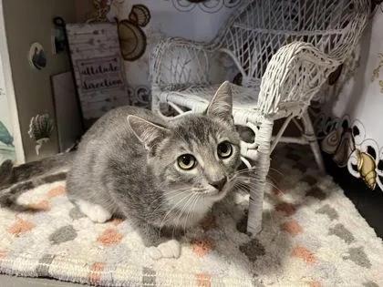 A young small-sized male Domestic Short Hair cat named Billie Jo for adoption in Beatrice, NE
