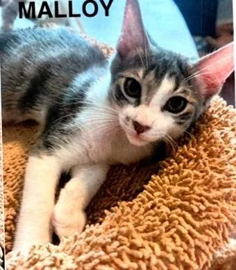 A baby small-sized male Gray & White Domestic Short Hair cat named Malloy for adoption in Anoka, MN
