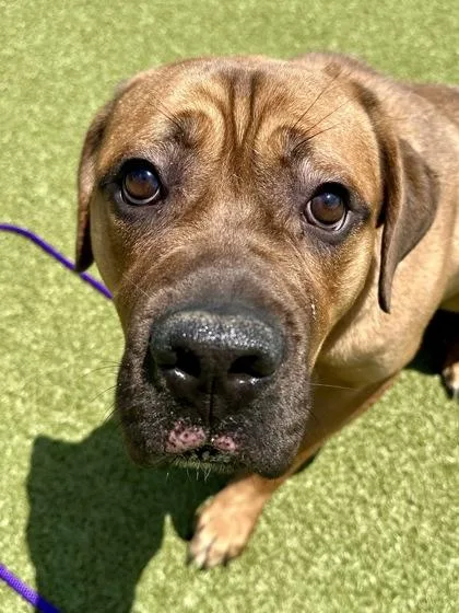 An adult large-sized male Brown / Chocolate Mixed Breed dog named Jimmy Dean for adoption in Wichita, KS