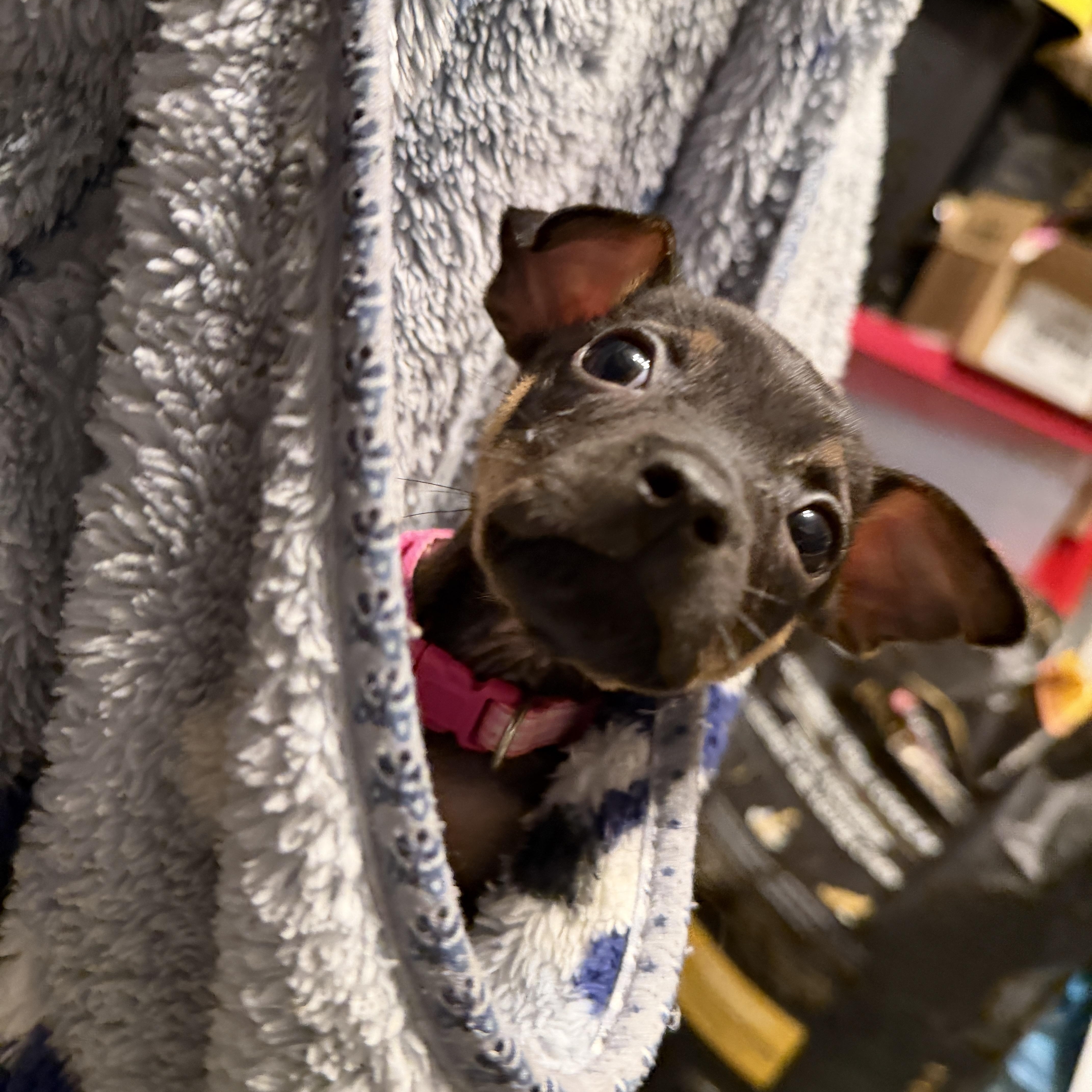 A baby small-sized female Miniature Pinscher dog named LulaBelle for adoption in Jeffersonville, IN