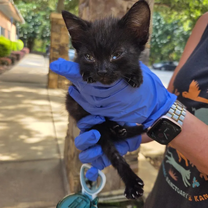 A baby small-sized female Black Domestic Short Hair cat named StrayMilgenRoad for adoption in Columbus, GA
