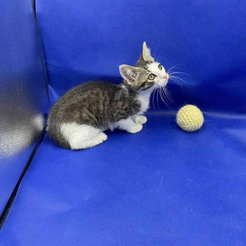 A baby small-sized female Gray / Blue / Silver Domestic Short Hair cat named Chip for adoption in Gonzales, LA