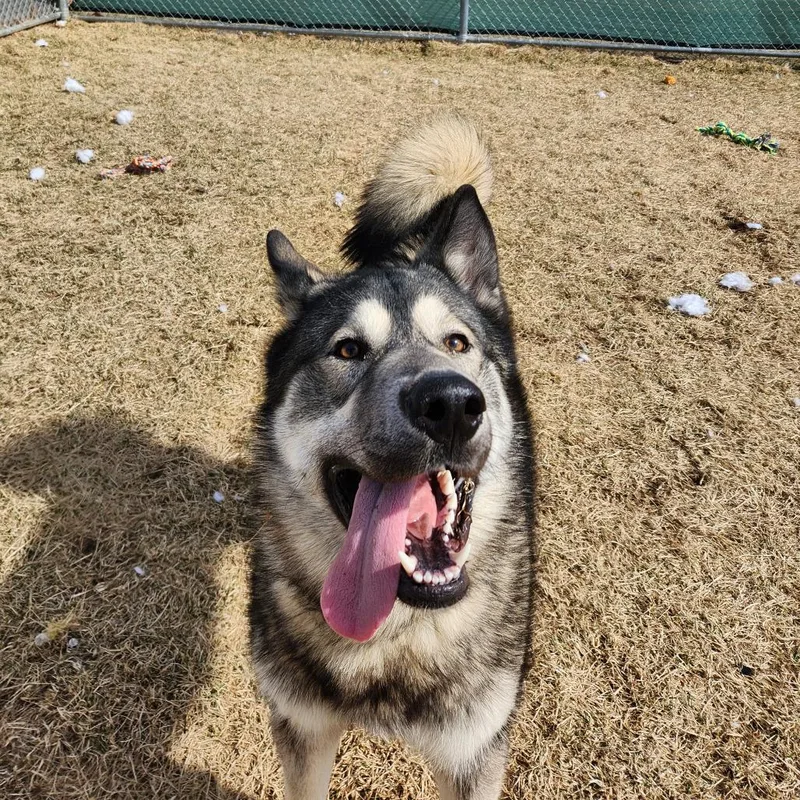 An adult large-sized male Husky dog named Waylon for adoption in Harrisonburg, VA