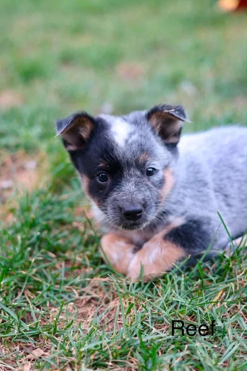 A baby medium-sized male Australian Cattle Dog / Blue Heeler dog named Reef for adoption in Duluth, MN