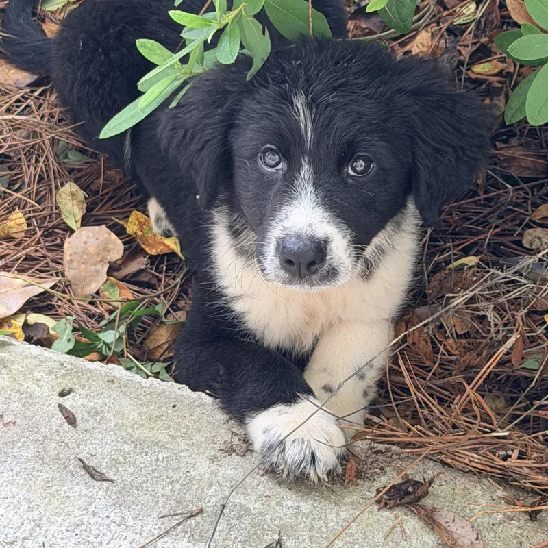 A baby medium-sized female Black Labradoodle dog named Blissy for adoption in Baker, LA