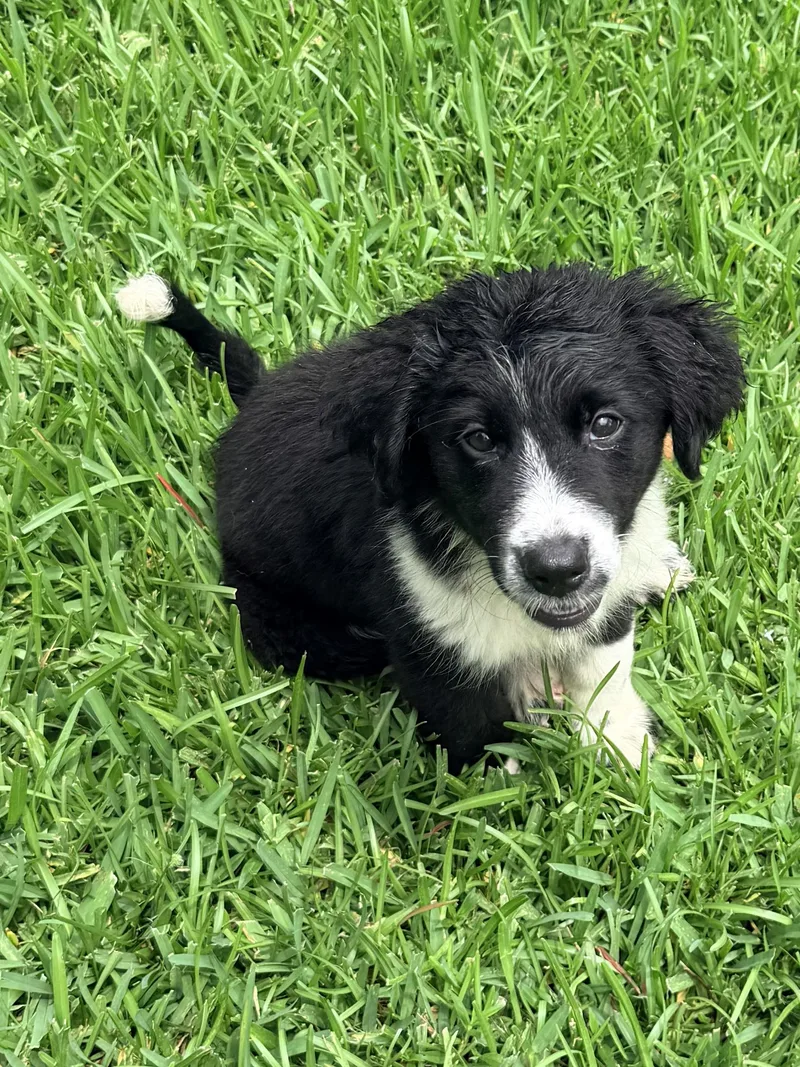 Blissy thumbnail 2