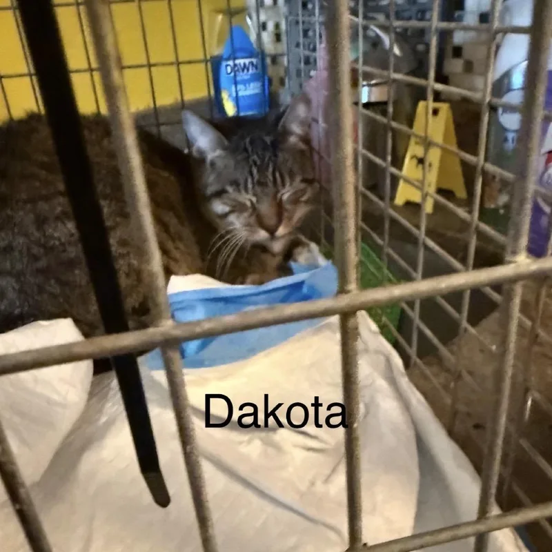 Dakota