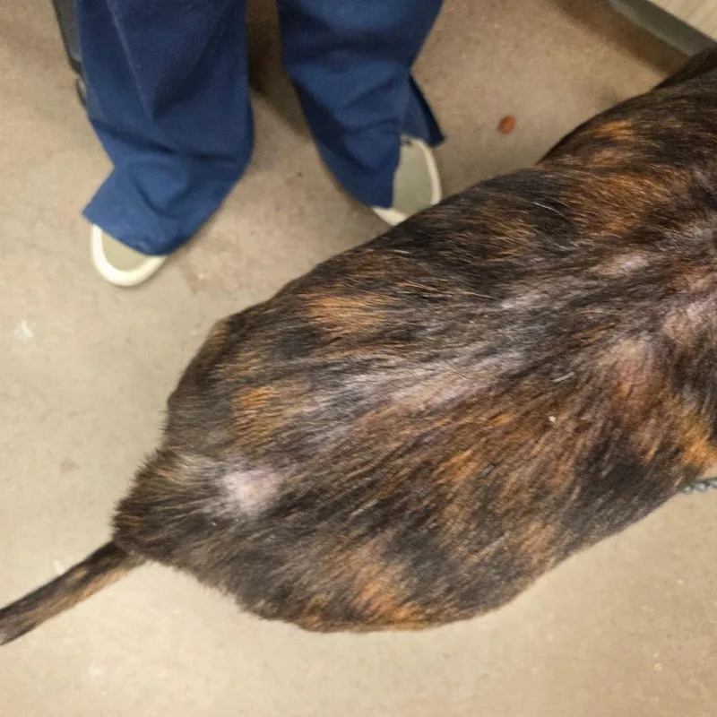 An adult medium-sized male Brindle Mixed Breed dog named Hercules for adoption in Chattanooga, TN