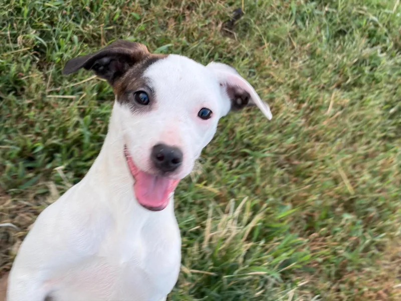 A baby small-sized female Mixed Breed dog named Maple for adoption in Lexington, KY
