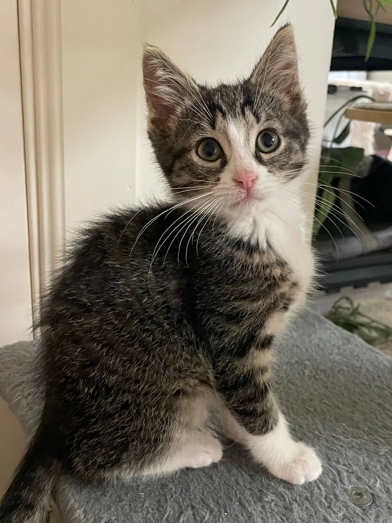 A baby medium-sized male Tabby (Brown / Chocolate) Domestic Short Hair cat named Pablo for adoption in Sterling Heights, MI