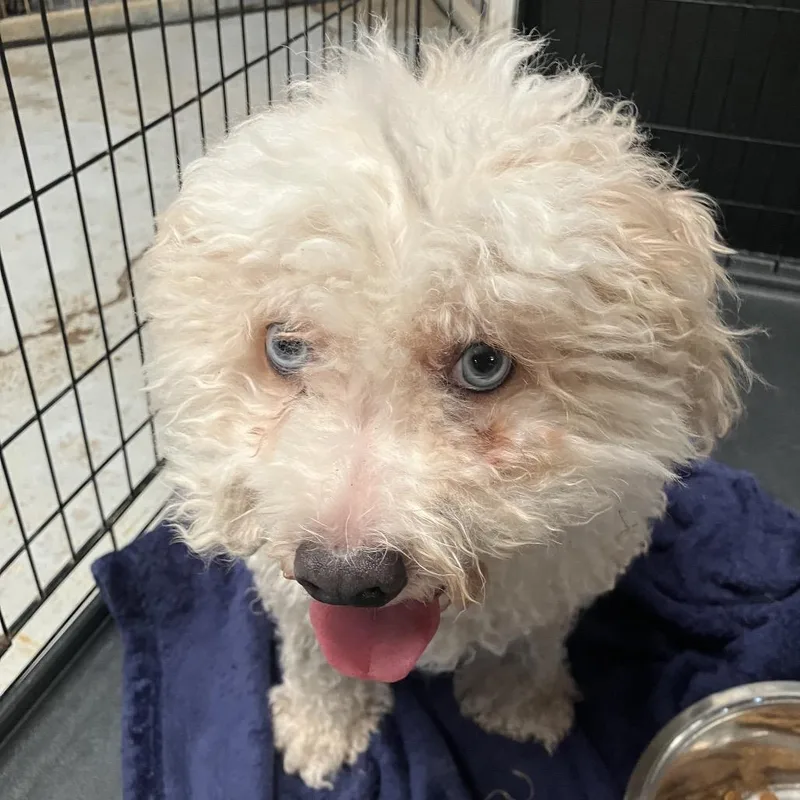 A senior medium-sized male White / Cream Mixed Breed dog named Velcro for adoption in Leander, TX