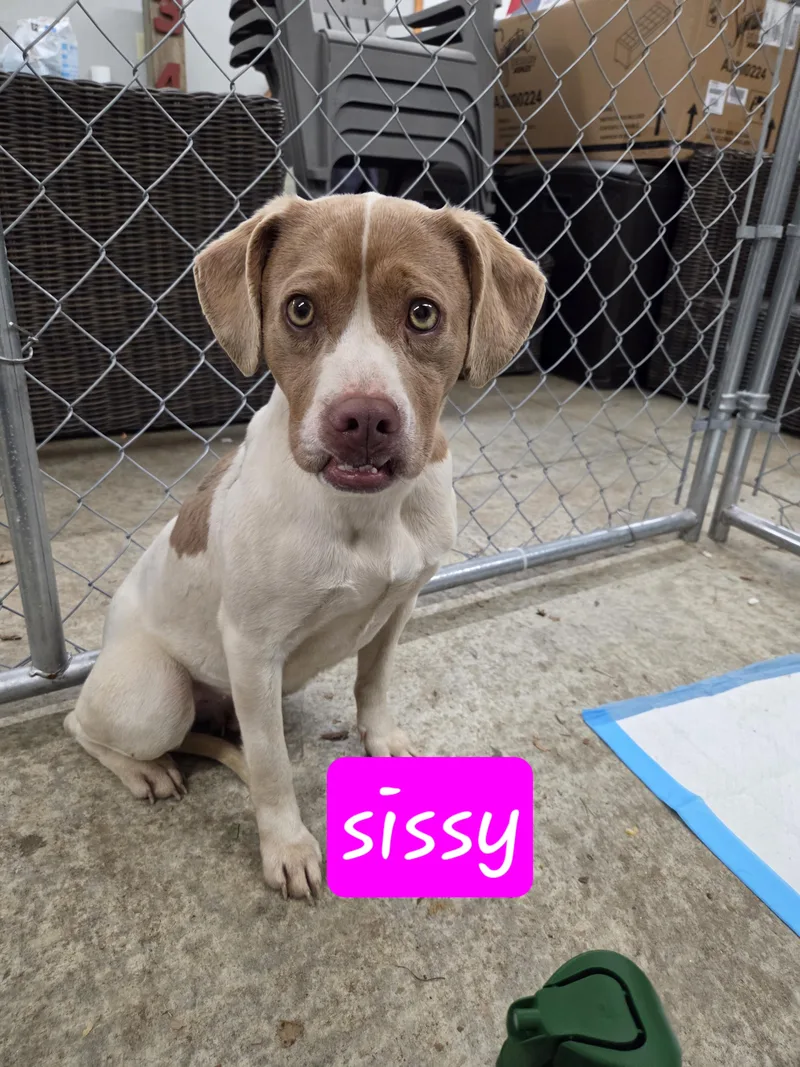 An adult small-sized female White / Cream English Pointer dog named Sissy for adoption in Muncie, IN