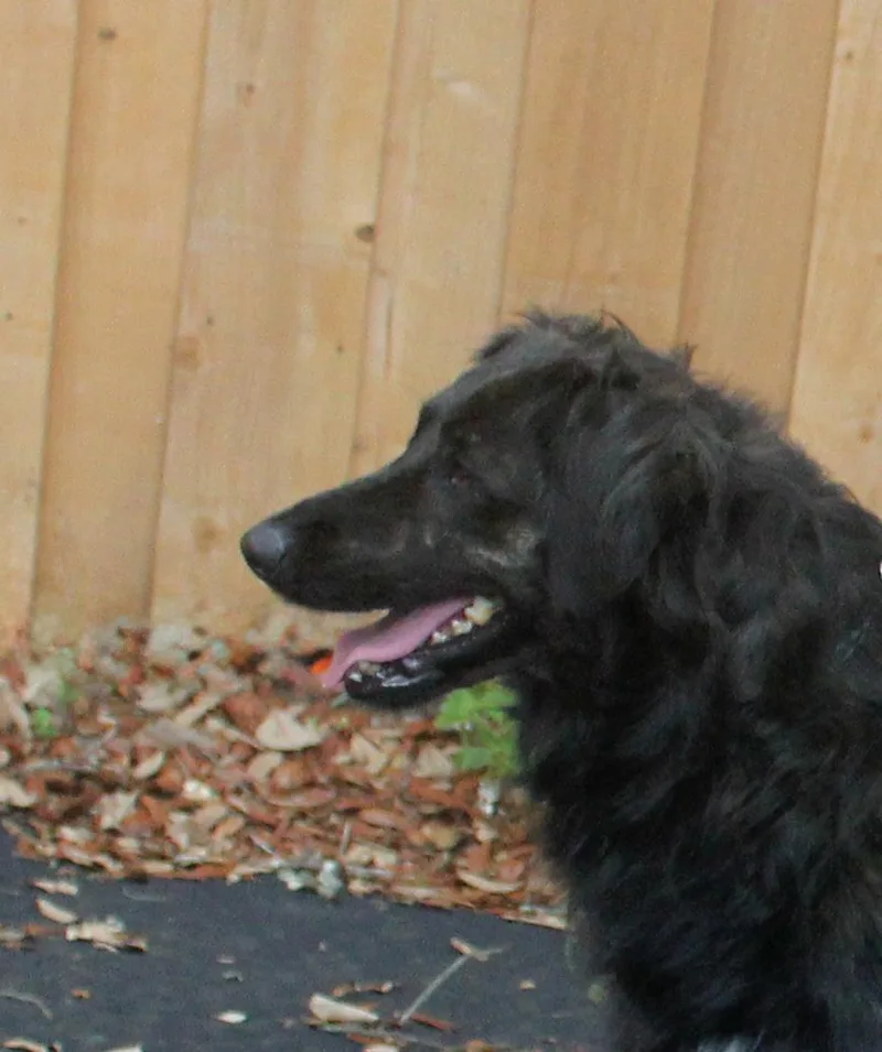An adult large-sized female Black Golden Retriever dog named Tokyo for adoption in Inverness, FL