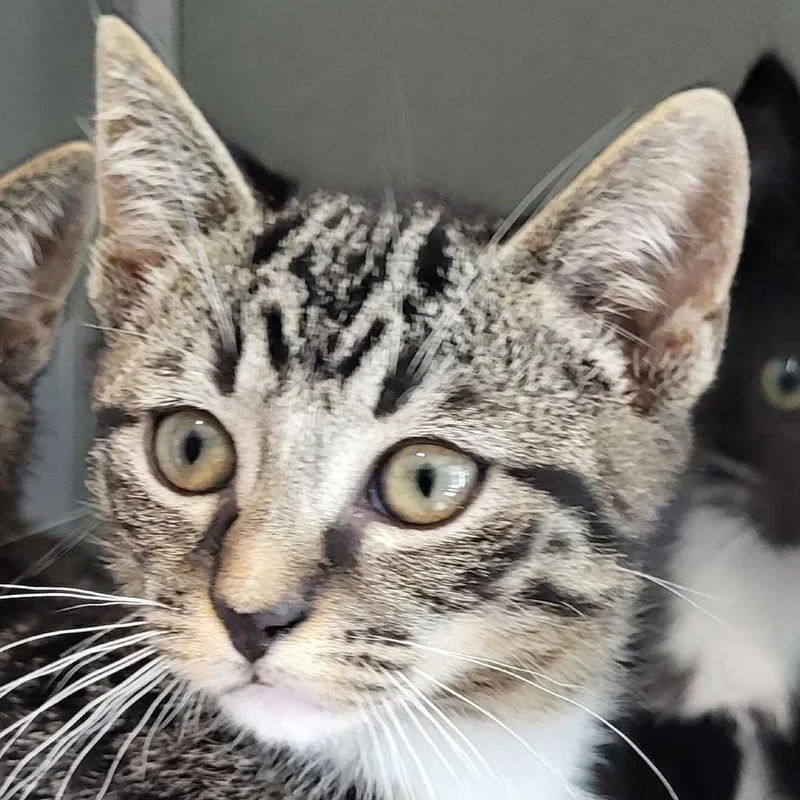 A baby small-sized male Brown / Chocolate Domestic Short Hair cat named Lima Bean for adoption in Chattanooga, TN