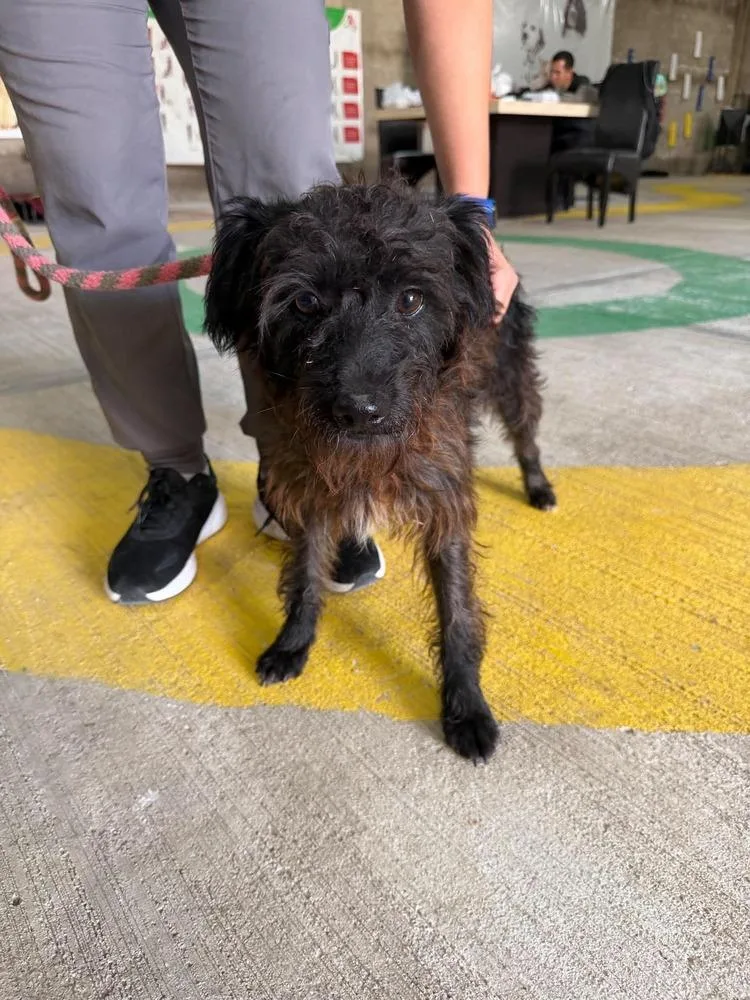 A young small-sized male Terrier dog named Ushi for adoption in Gig Harbor, WA