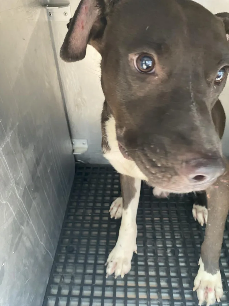 A young large-sized male Mixed Breed dog named Toney for adoption in Dallas, TX