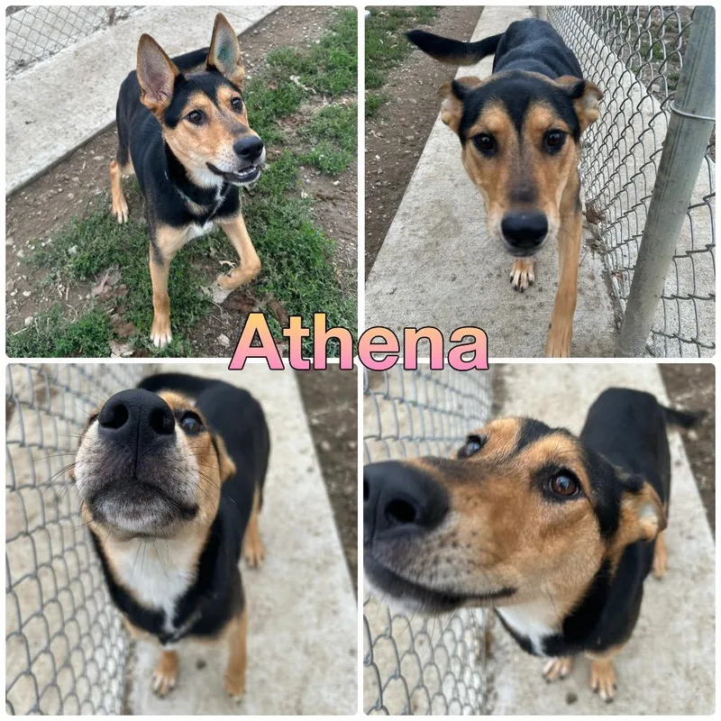 Athena thumbnail 4