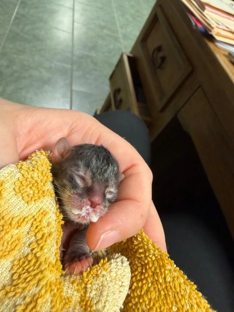 A baby small-sized male Domestic Short Hair cat named Pree for adoption in Ada, OK