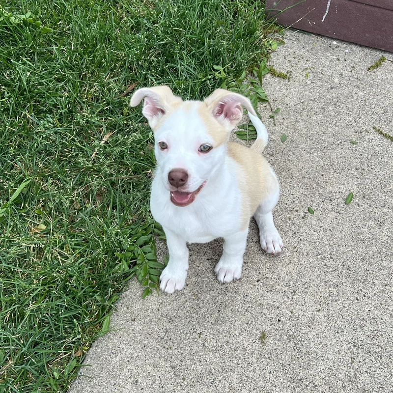 A baby medium-sized female Mixed Breed dog named Tim for adoption in Bettendorf, IA