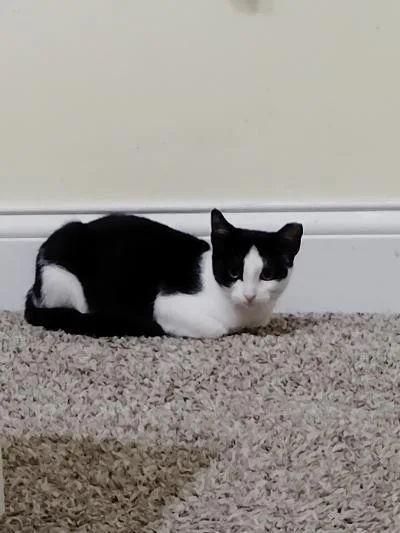 A baby medium-sized female Black & White / Tuxedo Domestic Short Hair cat named Jess for adoption in Mokena, IL