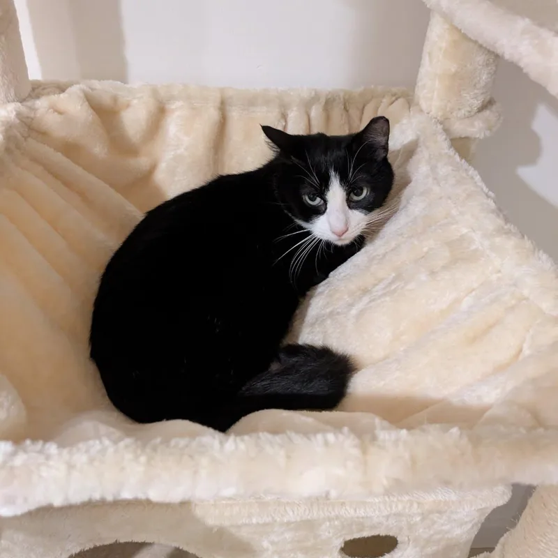 An adult medium-sized female Black & White / Tuxedo Domestic Short Hair cat named Quinn for adoption in West Orange, NJ