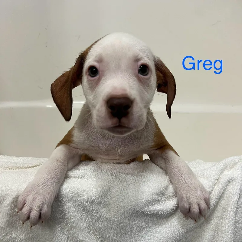 Greg