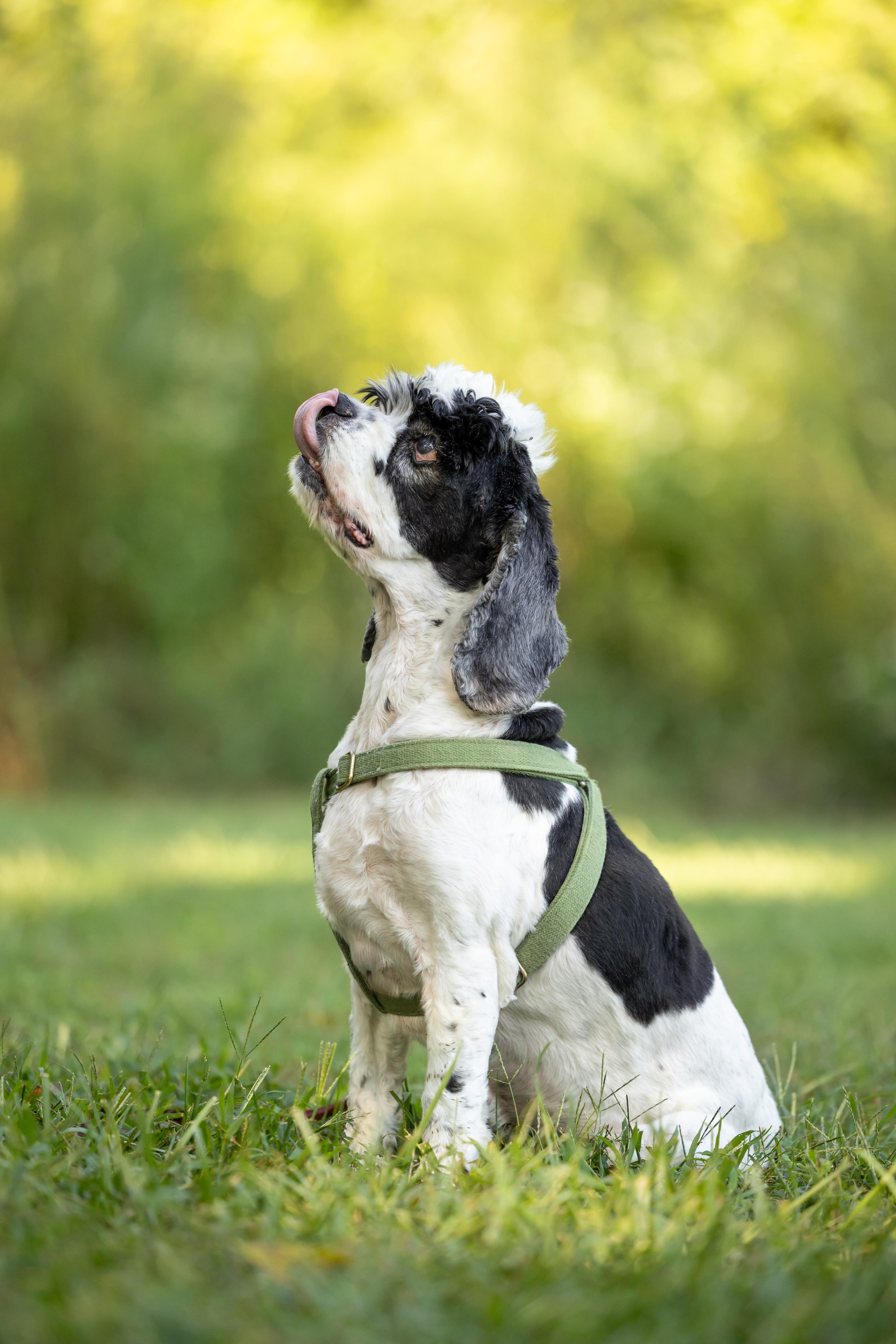 An adult medium-sized male Cocker Spaniel dog named Mr. Pickles for adoption in Hillsborough, NC