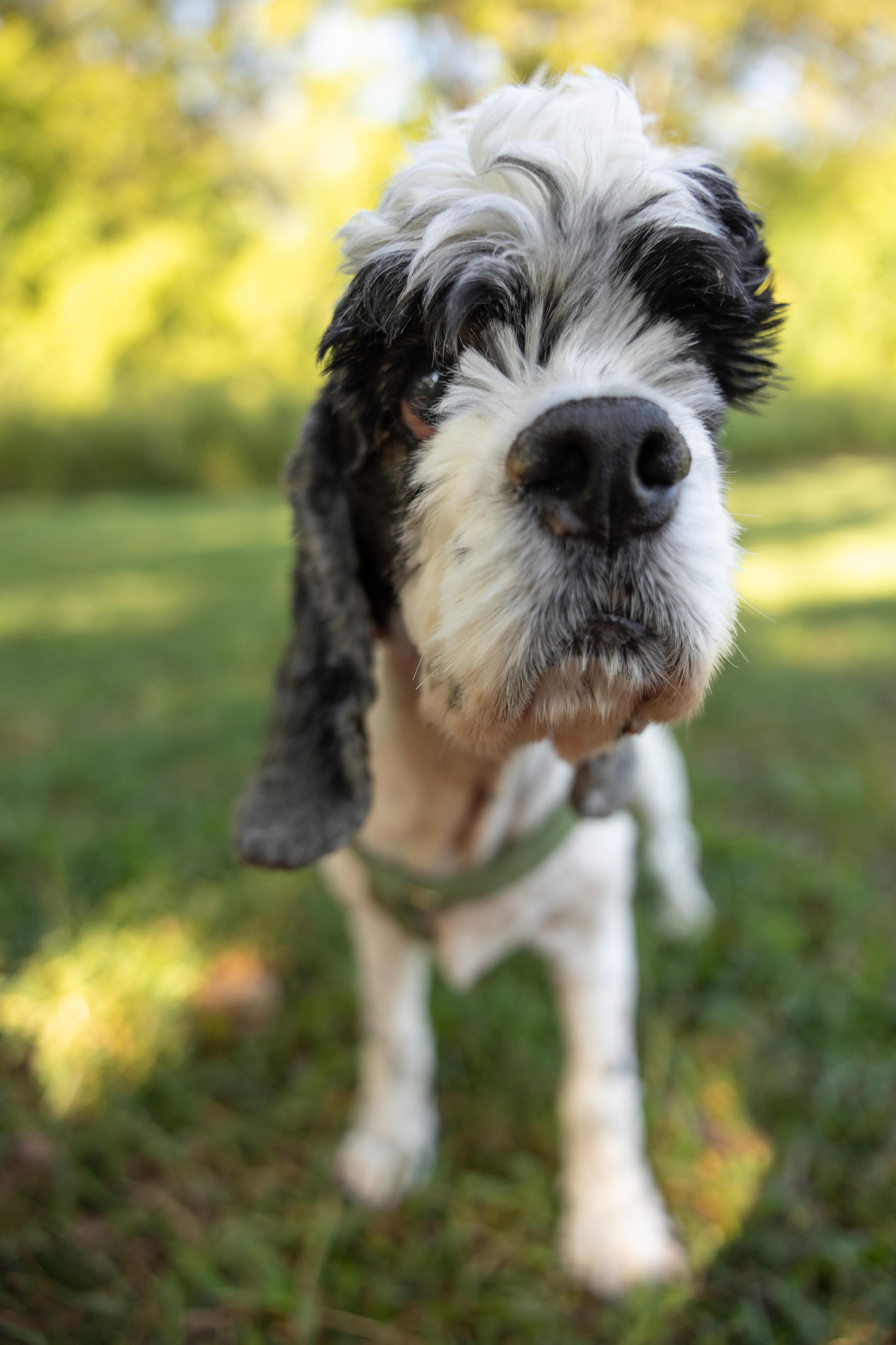 Mr. Pickles thumbnail 6