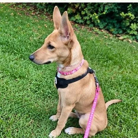 A baby medium-sized female Apricot / Beige Shepherd dog named Camila for adoption in Baldwin, MD
