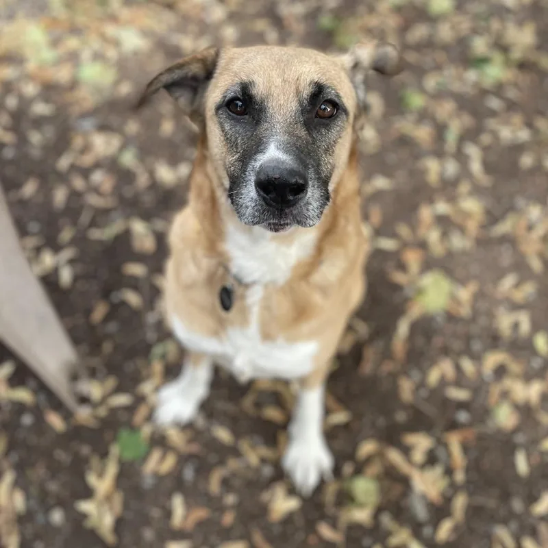 An adult large-sized female Belgian Shepherd / Malinois dog named Abby for adoption in Spokane, WA