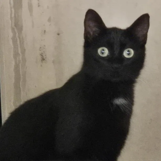 A young medium-sized female Black Domestic Short Hair cat named Feeling Bonita for adoption in Austin, TX