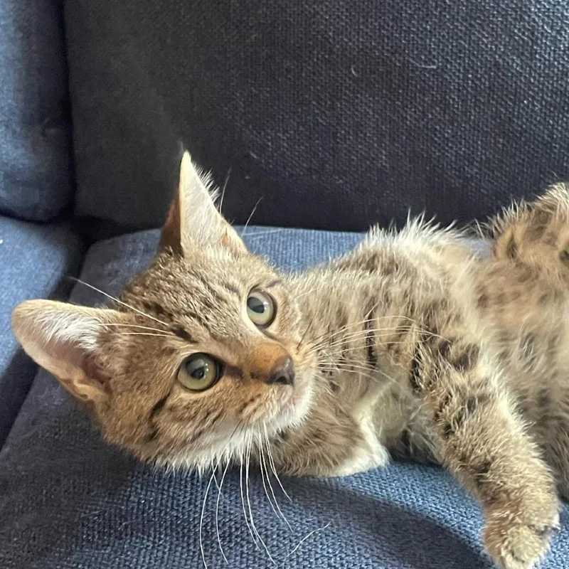 A baby small-sized male Brown / Chocolate Domestic Short Hair cat named Love Joy Peace for adoption in Fredericksburg, VA