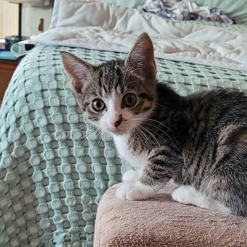 A baby medium-sized female Tabby (Brown / Chocolate) Domestic Short Hair cat named Luna for adoption in Muncie, IN