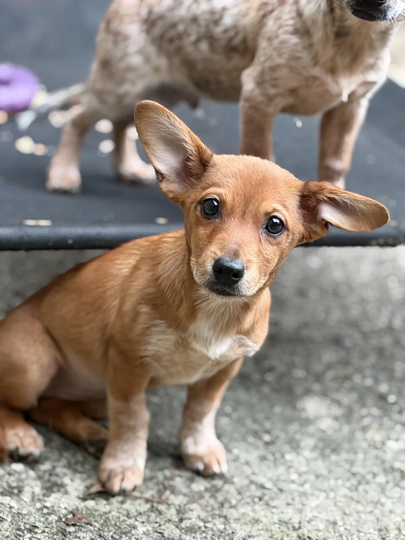 A baby small-sized female Chihuahua dog named Bear Bear for adoption in Jeffersonville, IN