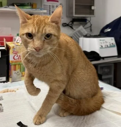 An adult medium-sized female Domestic Short Hair cat named Zinnia for adoption in West Chester, PA
