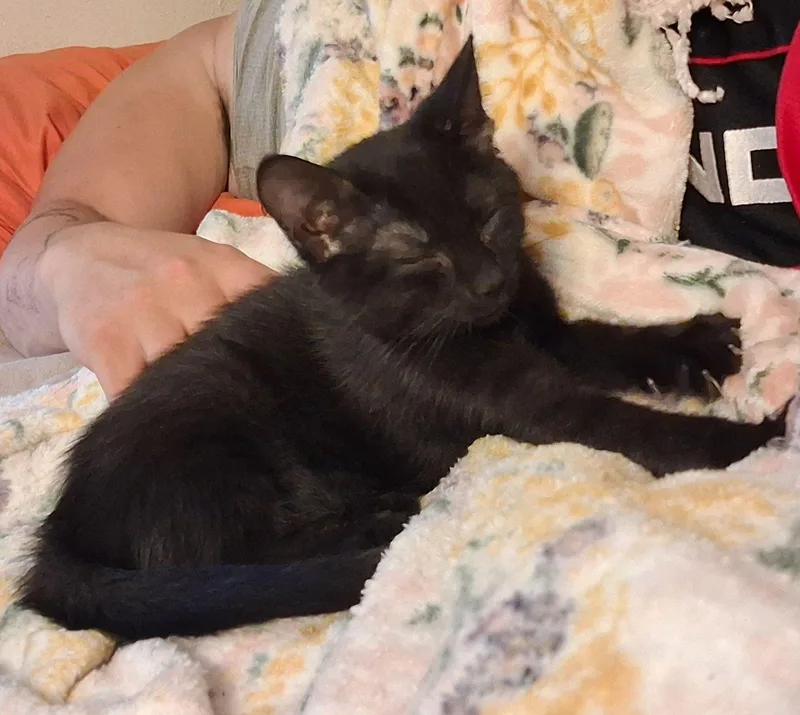 A baby medium-sized male Black Domestic Short Hair cat named Sunday for adoption in Carneys Point, NJ