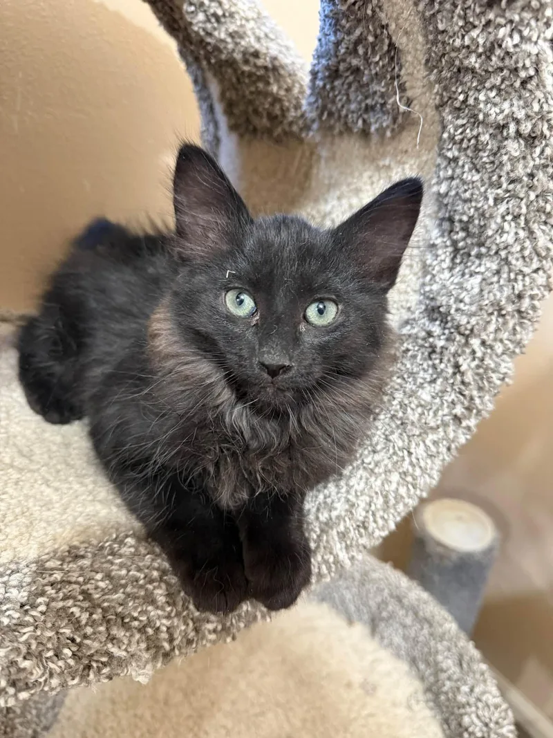 A baby medium-sized male Maine Coon cat named Salem for adoption in Tehachapi, CA
